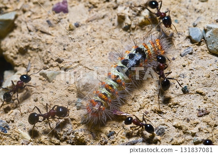 a crowd of ants working together to carry a caterpillar 131837081