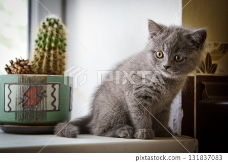 Blue grey British Kitten in home 131837083