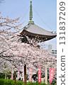 Spring 2024 at Honpoji Temple, Kyoto 131837209