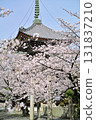 Spring 2024 at Honpoji Temple, Kyoto 131837210