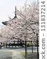 Spring 2024 at Honpoji Temple, Kyoto 131837214