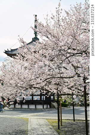 Spring 2024 at Honpoji Temple, Kyoto Spring 2024 at Honpoji Temple, Kyoto 131837214