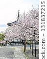 Spring 2024 at Honpoji Temple, Kyoto 131837215