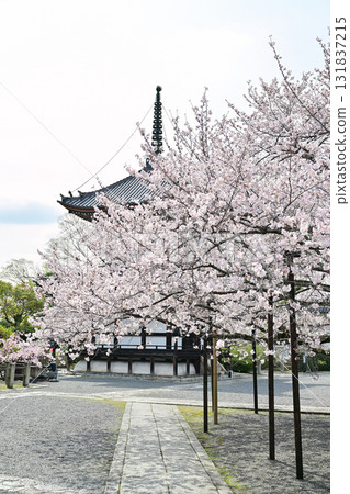 Spring 2024 at Honpoji Temple, Kyoto 131837215