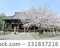 Spring 2024 at Honpoji Temple, Kyoto 131837216