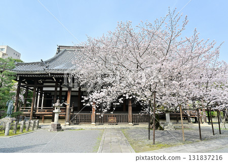 Spring 2024 at Honpoji Temple, Kyoto Spring 2024 at Honpoji Temple, Kyoto 131837216