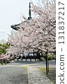Spring 2024 at Honpoji Temple, Kyoto 131837217