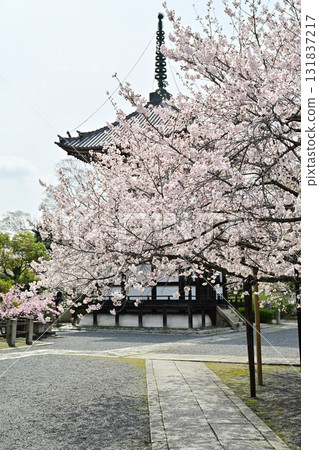 Spring 2024 at Honpoji Temple, Kyoto Spring 2024 at Honpoji Temple, Kyoto 131837217