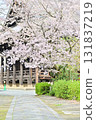 Spring 2024 at Honpoji Temple, Kyoto 131837219
