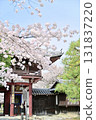 Spring 2024 at Honpoji Temple, Kyoto 131837220