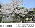 Spring 2024 at Honpoji Temple, Kyoto 131837222