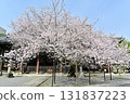 Spring 2024 at Honpoji Temple, Kyoto 131837223