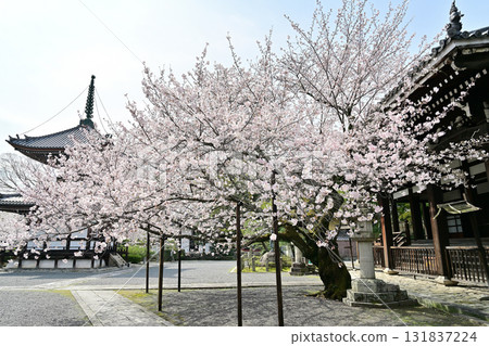 Spring 2024 at Honpoji Temple, Kyoto Spring 2024 at Honpoji Temple, Kyoto 131837224