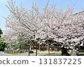 Spring 2024 at Honpoji Temple, Kyoto 131837225