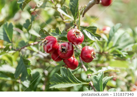 Hawthorn false fruit (Rosaceae), also known as a medicinal herb 131837340