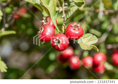 山楂假果（薔薇科），也被稱為藥草 131837341