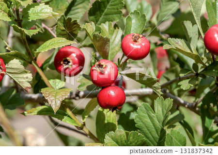 Hawthorn false fruit (Rosaceae), also known as a medicinal herb 131837342