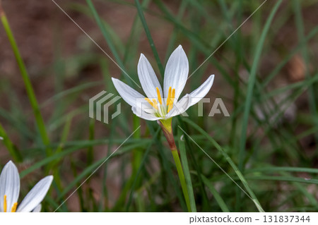 Tamasudare (Amaryllidaceae) blooms white flowers in early autumn. 131837344