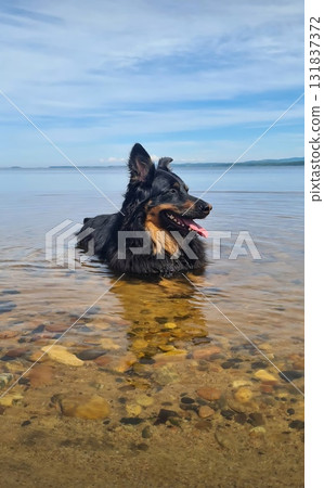 Black and tan border collie enjoying cool shallow water on a sunny day 131837372