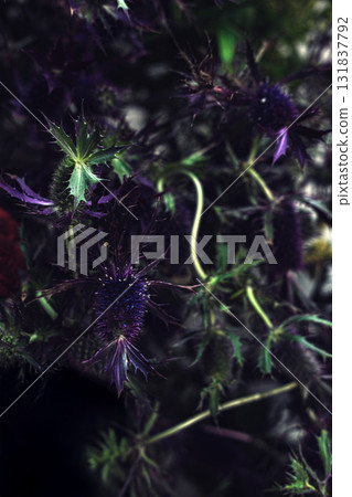 Close-up of Eryngium planum blue thistle with jagged leaves and deep purple spiky blooms in soft dramatic light. Eryngium floristry, wild texture aesthetic, moody botanicals, late summer florals Close-up of Eryngium planum blue thistle with jagged leaves and deep purple spiky blooms in soft dramatic light. Eryngium floristry, wild texture aesthetic, moody botanicals, late summer florals 131837792