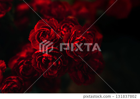 Close-up of deep red carnations in soft dramatic light against a dark background. Luxury floral design, high-end florist style, moody bouquet photography, boutique flower texture Close-up of deep red carnations in soft dramatic light against a dark background. Luxury floral design, high-end florist style, moody bouquet photography, boutique flower texture 131837802