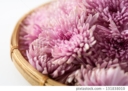 紫色食用菊花的圖片 紫色食用菊花的圖片 131838010