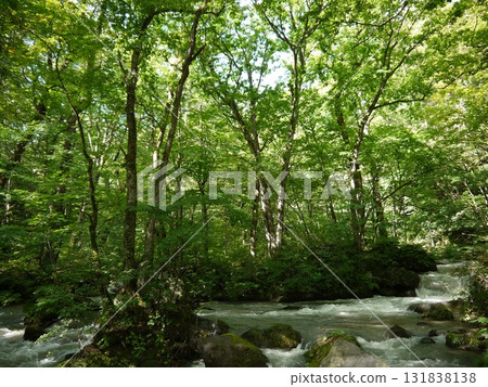 A clear stream flowing through the fresh green forest A clear stream flowing through the fresh green forest 131838138