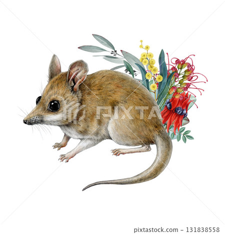 Fat-tailed dunnart animal with floral decor on white background. Australian marsupial endemic mammal Sminthopsis crassicaudata with Australia native flora decoration vintage style illustration 131838558