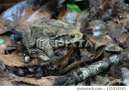 蟾蜍 蟾蜍 131838565
