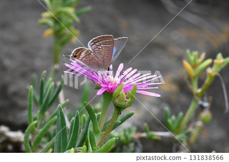 伏翼蝶和蘆葦翅藍蝶 131838566