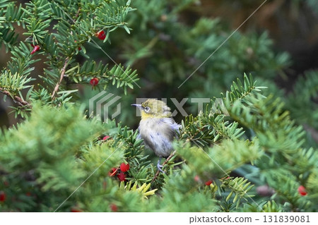 Mejiro棲息在樹枝上 131839081