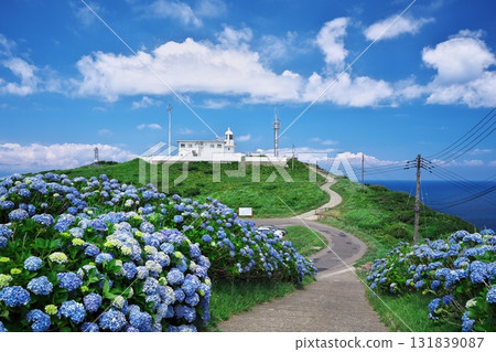 Cape Tappi with hydrangeas in full bloom and the chalk-white lighthouse Cape Tappi with hydrangeas in full bloom and the chalk-white lighthouse 131839087