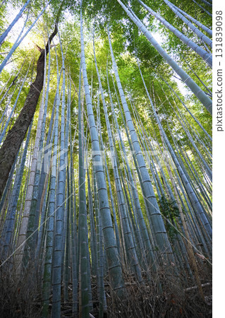 I look up at the bamboo grove 131839098