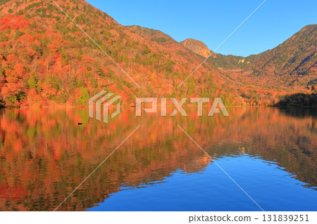 栃木縣奧日光市湯之湖的秋葉 栃木縣奧日光市湯之湖的秋葉 131839251