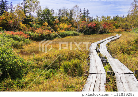 Tsugaike Nature Park in full bloom of autumn leaves 131839292