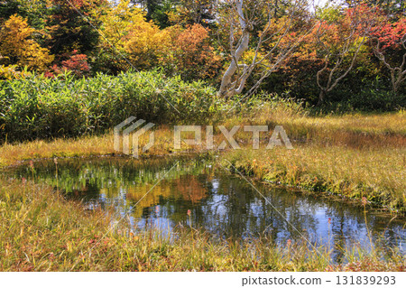 Tsugaike Nature Park in full bloom of autumn leaves 131839293
