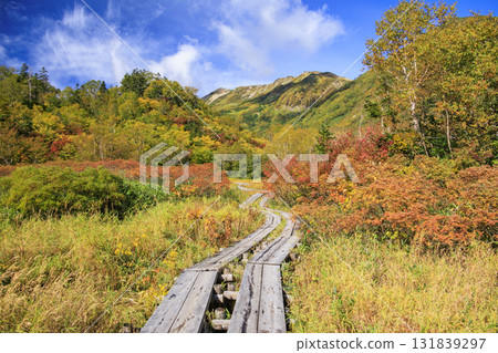 Tsugaike Nature Park in full bloom of autumn leaves 131839297