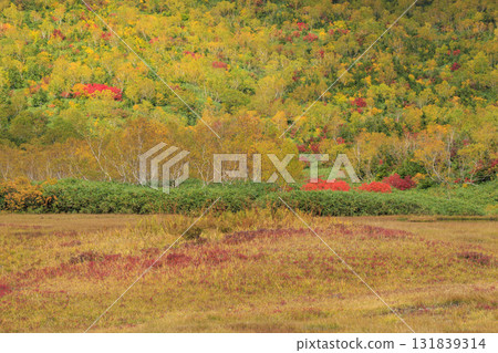 Tsugaike Nature Park in full bloom of autumn leaves Tsugaike Nature Park in full bloom of autumn leaves 131839314