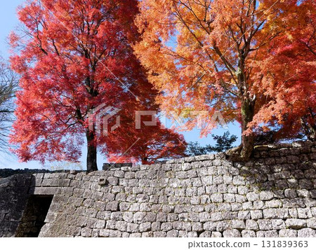 Beautiful stone walls and red autumn leaves at the ruins of Oka Castle (Taketa City, Oita Prefecture) 131839363