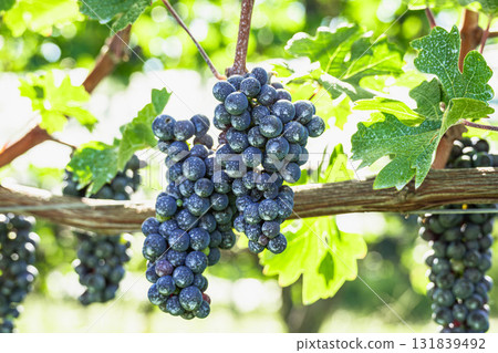 Cabernet Sauvignon 131839492