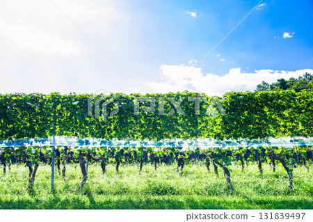 Winery Vineyard Cabernet Sauvignon Winery Vineyard Cabernet Sauvignon 131839497