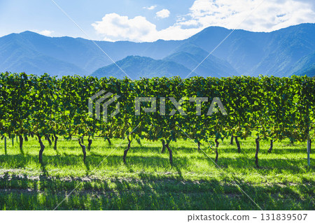 夏多內葡萄園 夏多內葡萄園 131839507