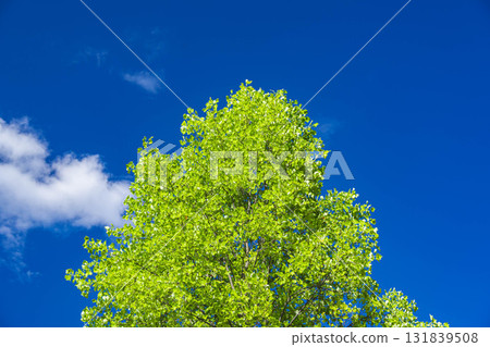 Blue sky and tree Blue sky and tree 131839508
