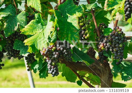 Petit Verdot Petit Verdot 131839519