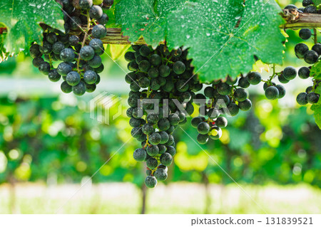 小維鐸 小維鐸 131839521