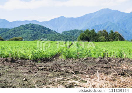 針葉樹苗培育 131839524
