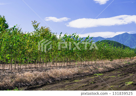 Cultivating seedlings in Yamagata Village Cultivating seedlings in Yamagata Village 131839525