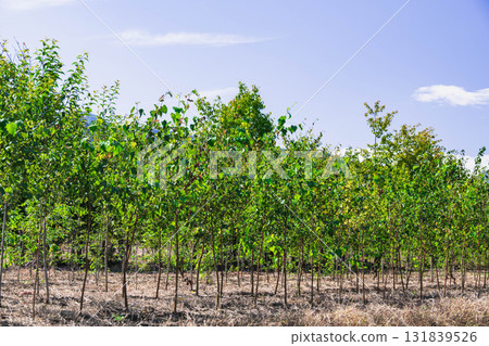 Cultivating seedlings in Yamagata Village Cultivating seedlings in Yamagata Village 131839526