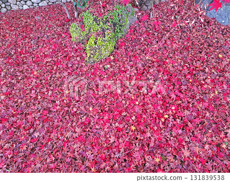 Scattered fallen leaves 131839538