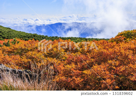 乘鞍的紅葉 131839602